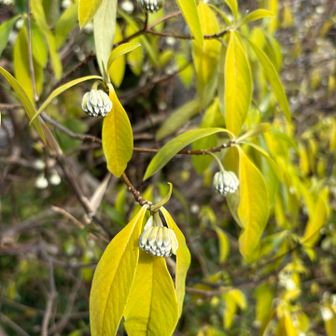 みつまたのつぼみ