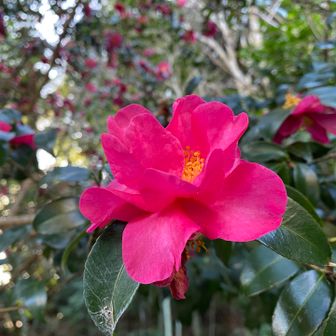 おかわりさんぽへ続く→②へ