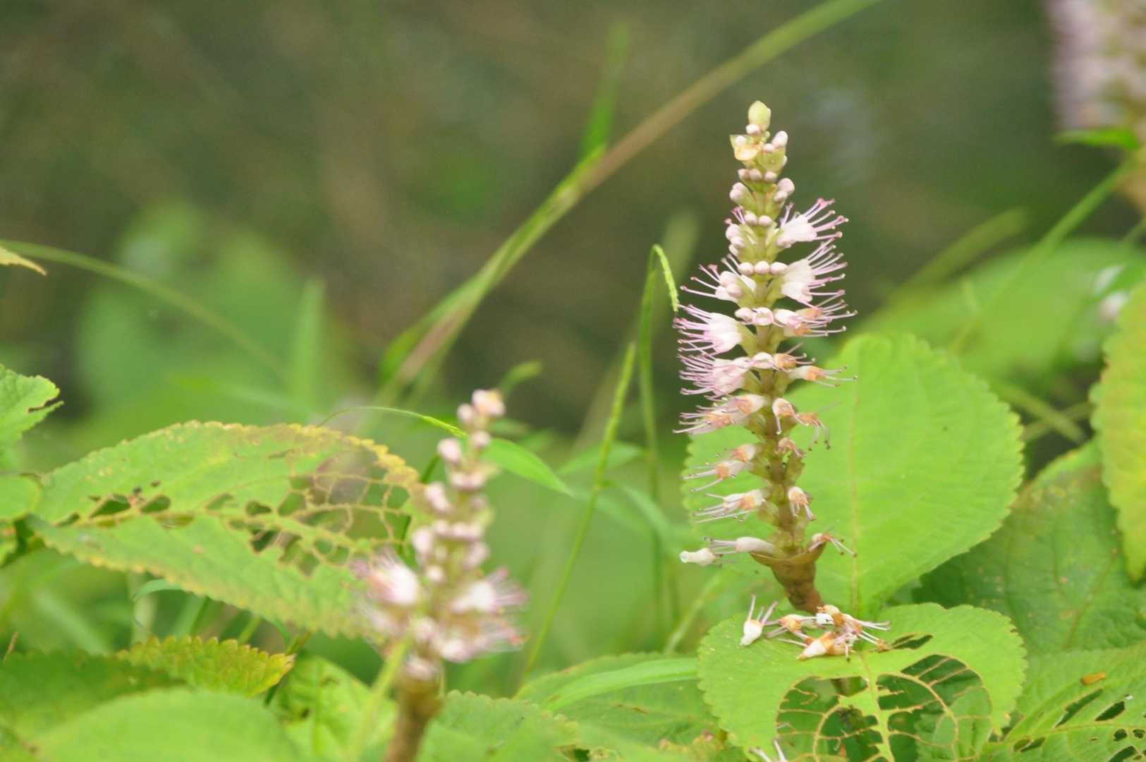 テンニンソウ⁉️