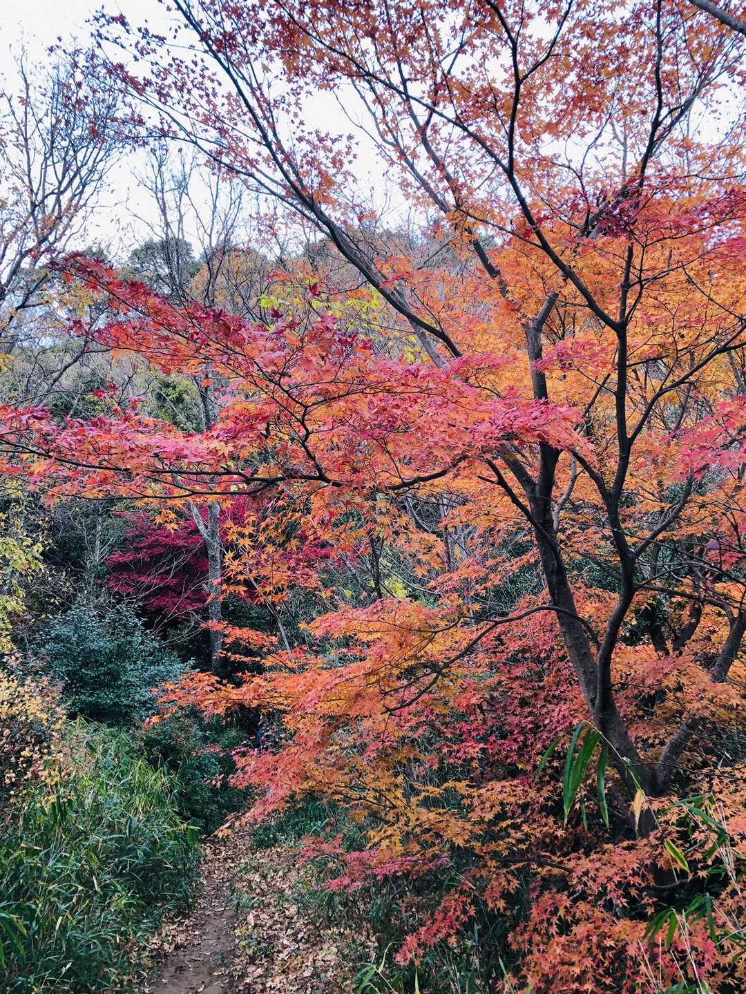 新神戸駅-滝山城跡登山口-城山-市章山-錨山・市章山登山口 縦走コースの写真
