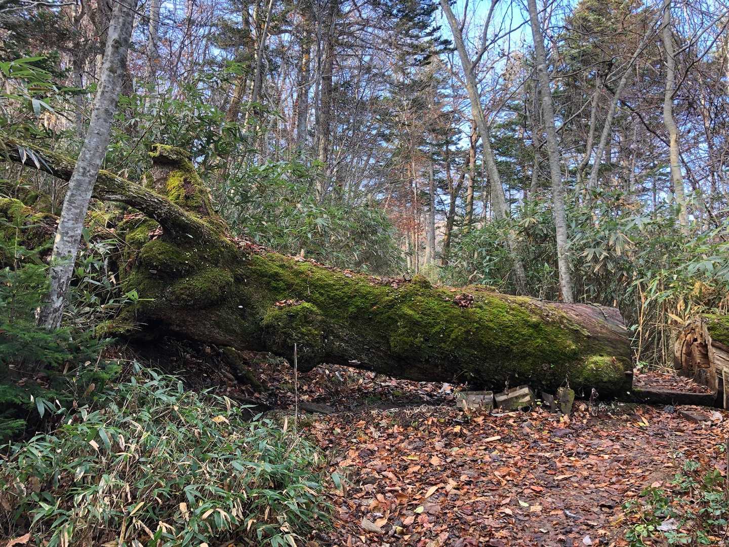 北尾根登山口-風不死岳 往復コースの写真