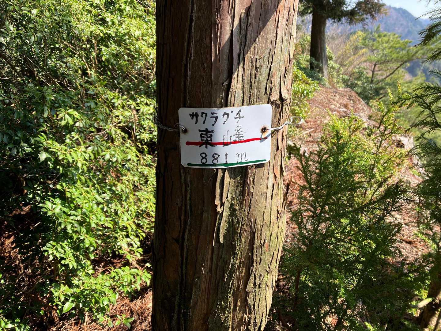 サクラグチ東峰の標識があった😅
