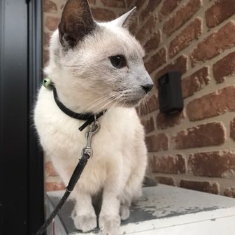 さとくん<ねこ萌え>