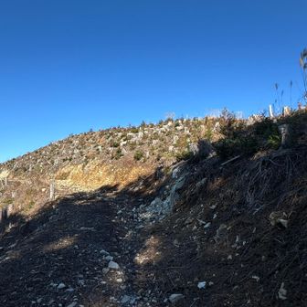 まるまる伐採されていました。伐採用の作業道も多くあって迷う一因になったかな