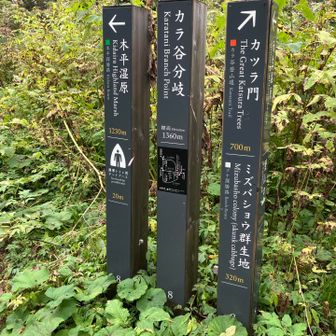 カツラ門へ向かいます。
こので、ベテランの方に話しを聞くと、籾糠山へはカツラ門方面へ、また、木平湿原をすすめられた。