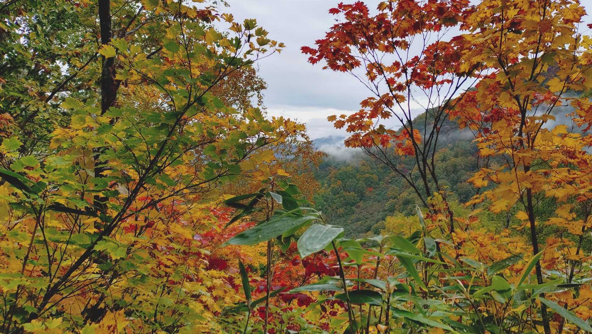 茶臼山-黒沢橋-笹ヶ峰登山口 縦走コースの写真