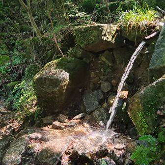 水場の水と飛沫が陽射しを受けて金色に輝いていた💧
スタッフゥー
一眼レフー！📷´-