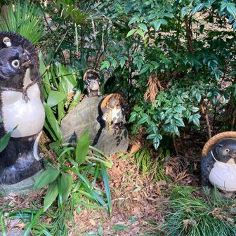 小仏峠のタヌキたち🦝
かわいい🤭