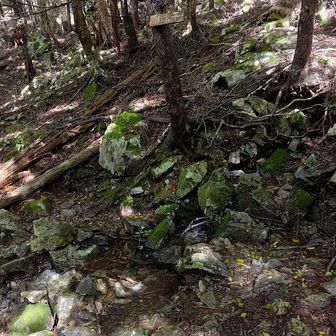 清水平では、水場があります。水量は、豊富。