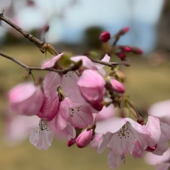 まだつぼみが多い。