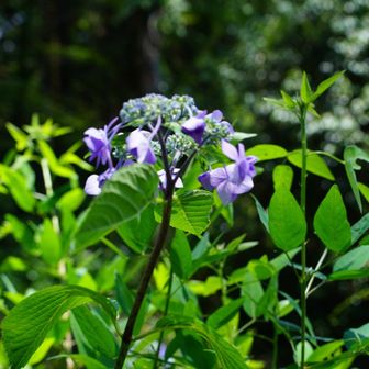 ブルー紫陽花