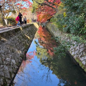 哲学の小道
花筏を流しました🙌