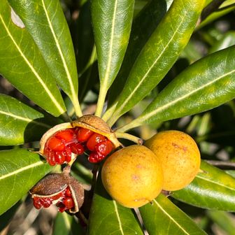 トベラの実かな？裂けてて面白い！