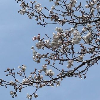 まもなく桜は咲きそうです。