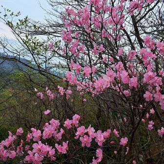 来週は厳しいか🤔。