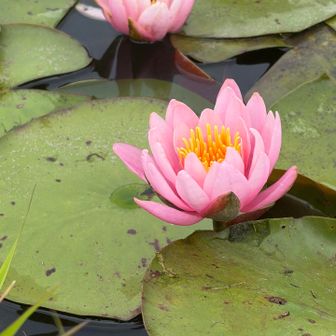 早朝の坂戸城お堀跡では水蓮が
