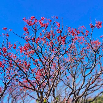 ナナカマドと青空🔵何枚撮ってるのかしら