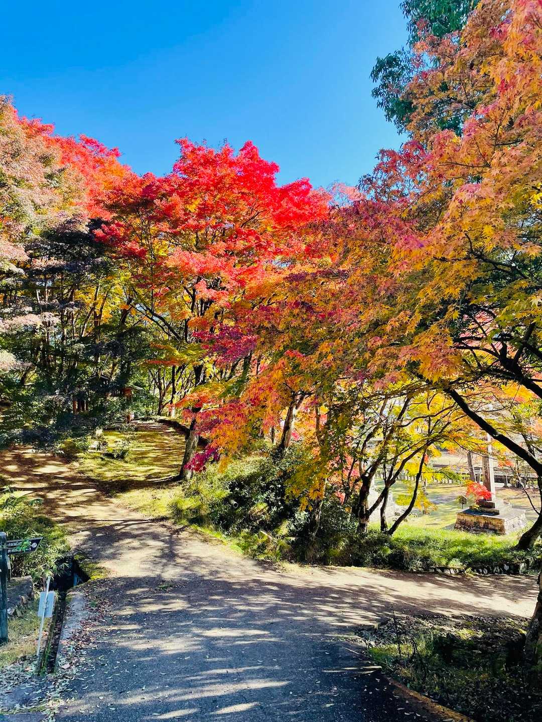 竹田駅の裏側、紅葉が見事🍁