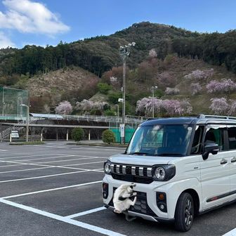下山
桜も咲いていてちょうど良いタイミングだった