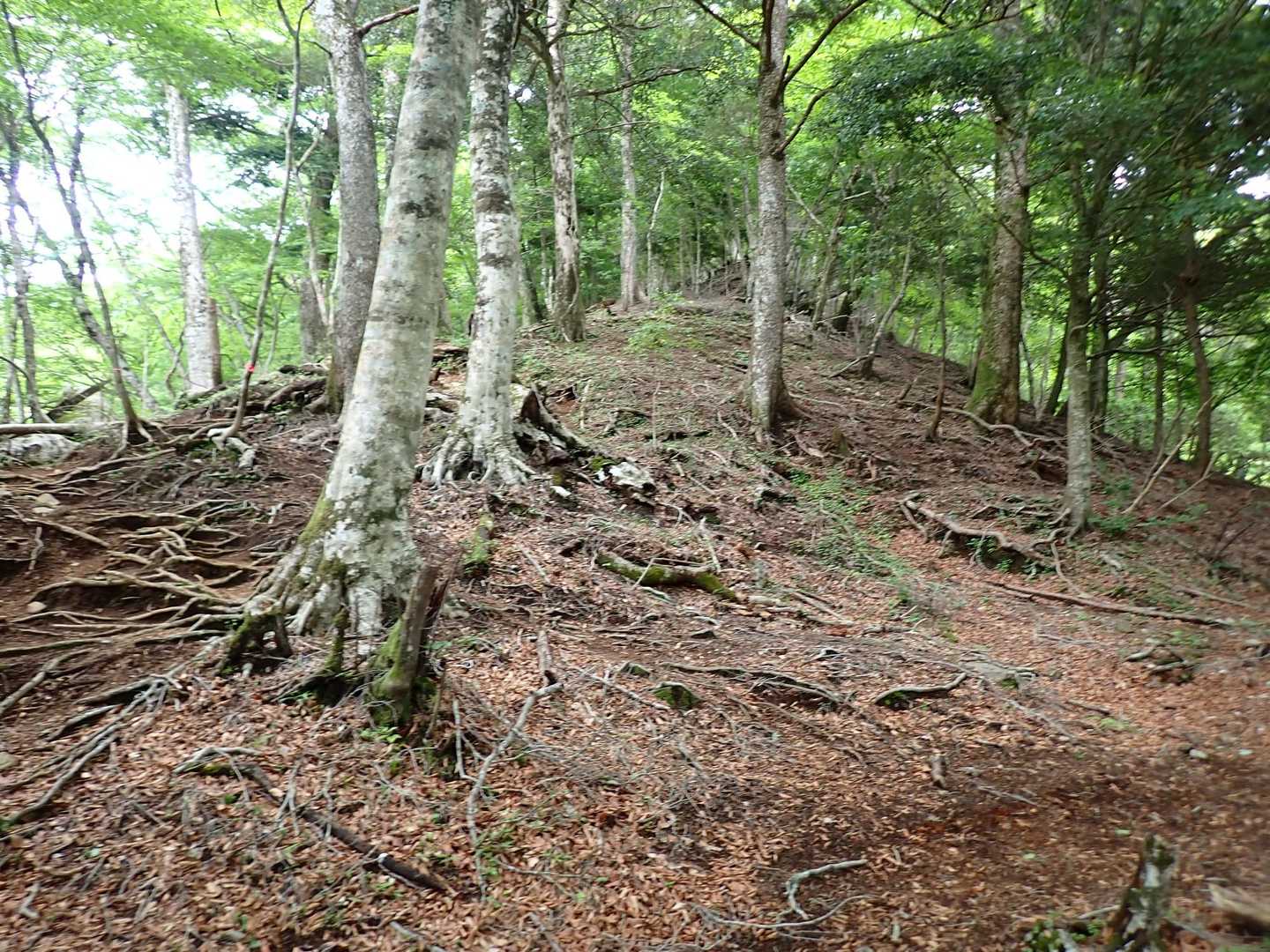急登です。