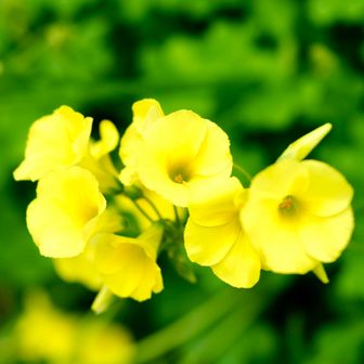 オオキバナカタバミ
鮮やかなレモンイエローの5弁花を咲かせます。名前に「オオ」とつく通り、一般的なカタバミ（花径約8mm）に比べて花が大きく、直径3〜4cmほどあります。 3月から5月頃の春先に多く見られます。