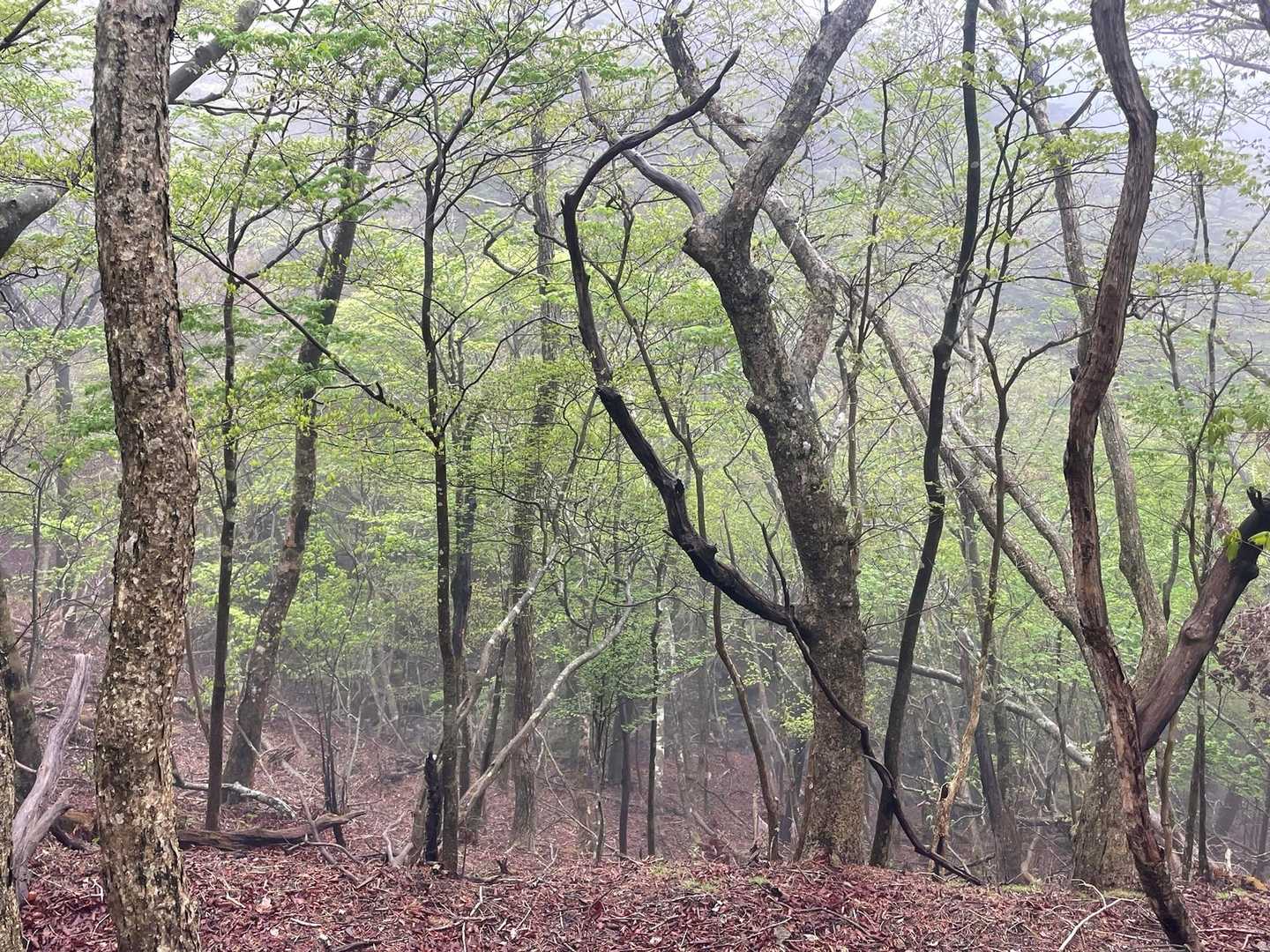 霧の中の新緑　良き💚