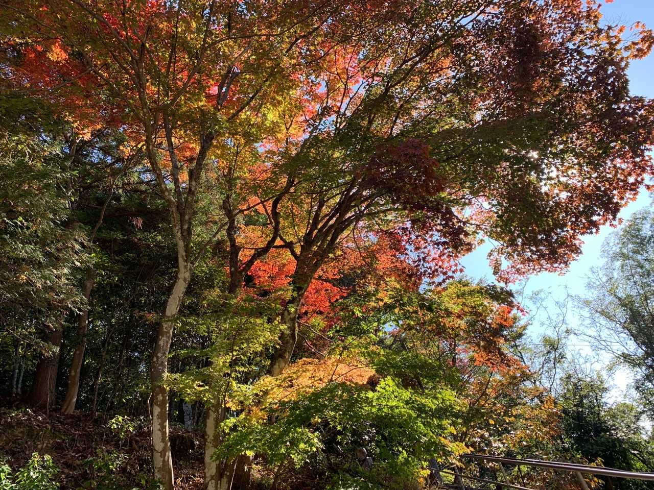八尾山-亀ヶ岳 周回コースの写真