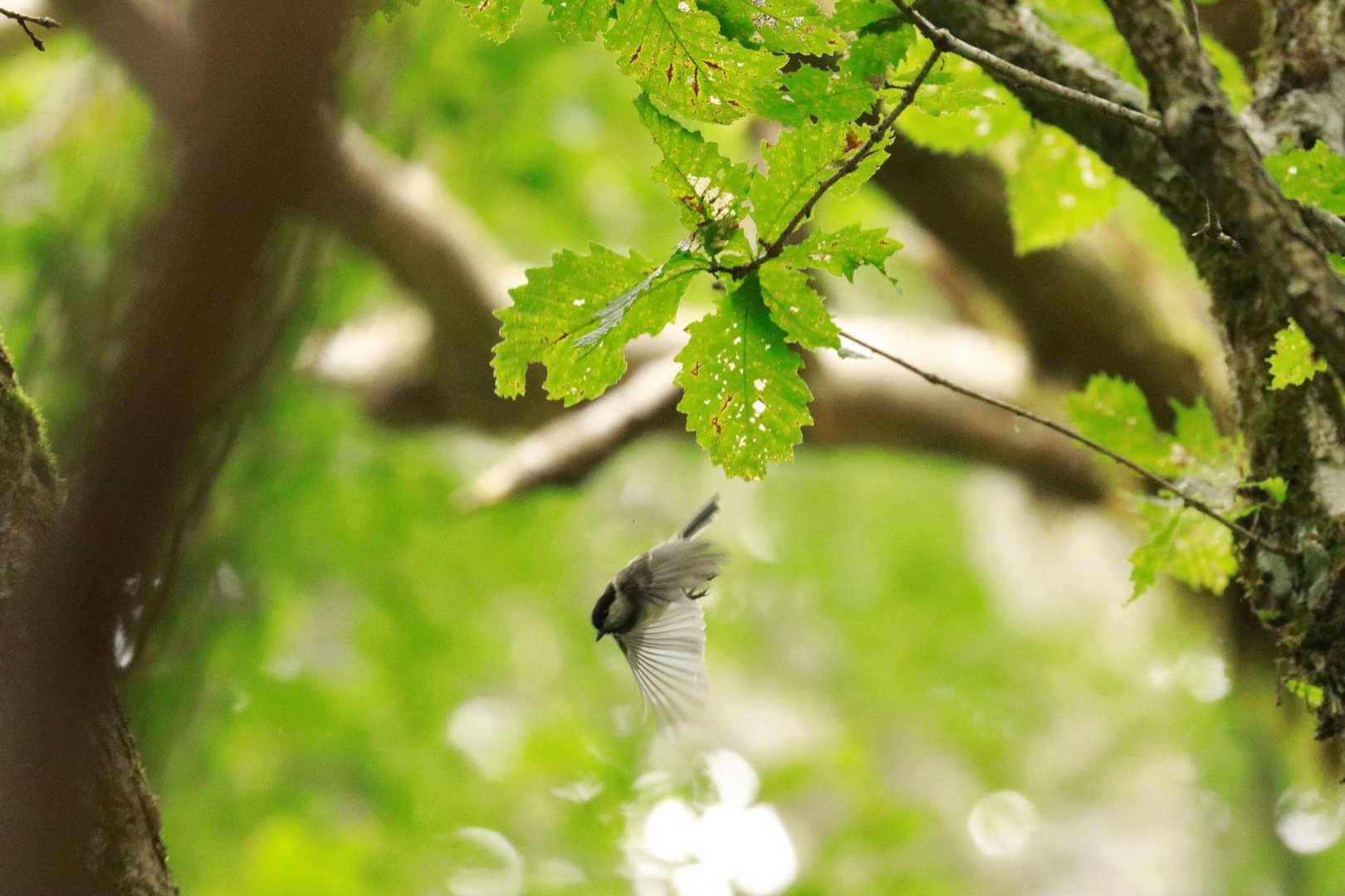 ヒガラ