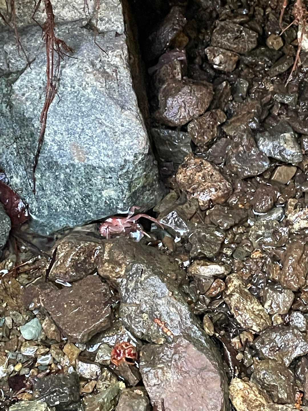 サワガニ発見