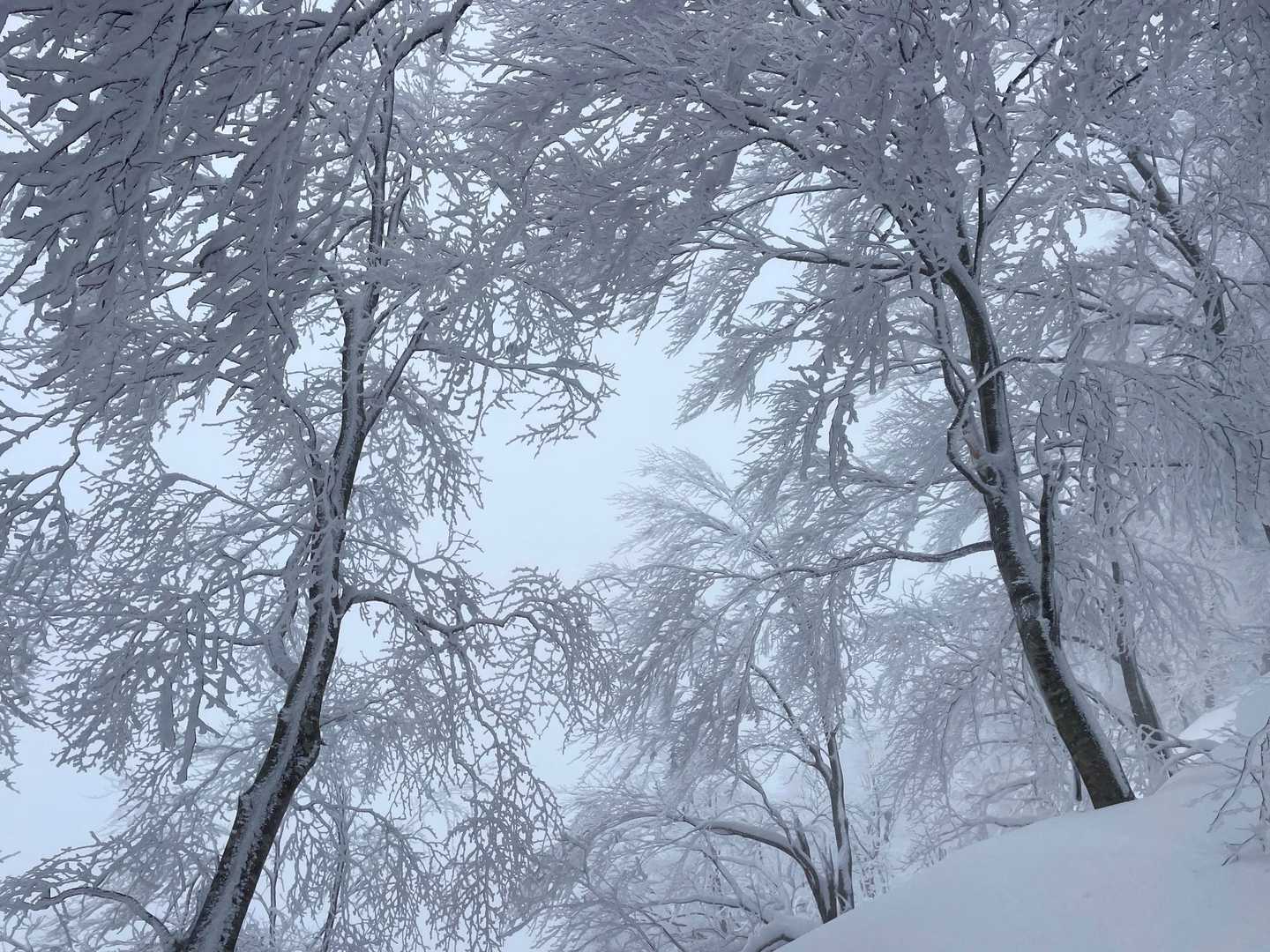 晴れも良いけど、こんな世界も美しい。
