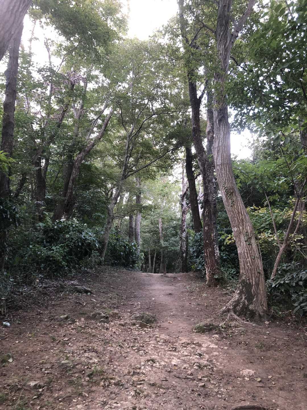 大磯駅-湘南平-高麗山公園入り口 周回コースの写真