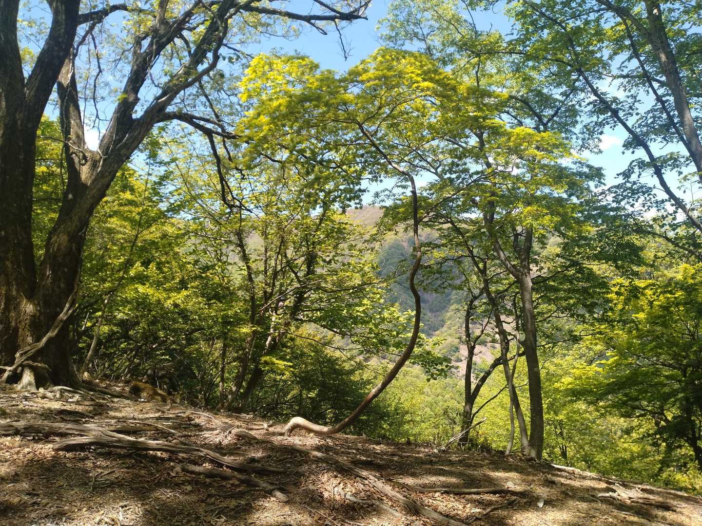 小津権現山登山口-高屋山-小津権現山 往復コースの写真