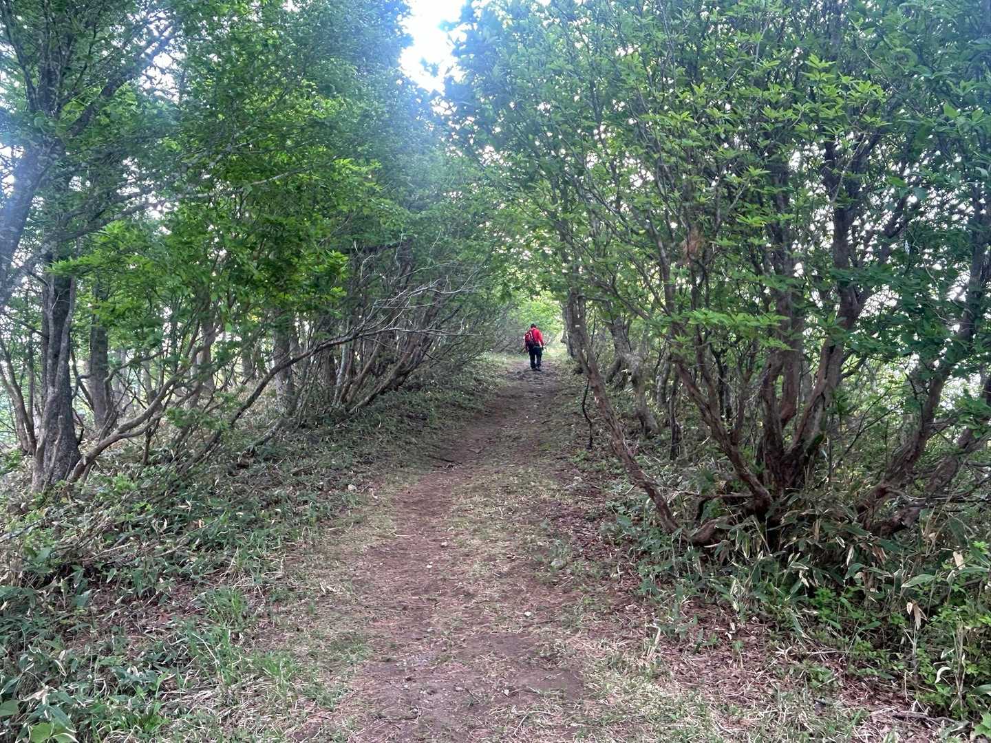 新緑🍃のトンネルをくぐる。