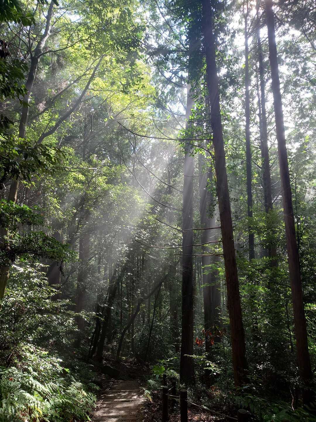 木漏れ日がきれいだった

筑波山で私が撮った写真はこれだけ！
