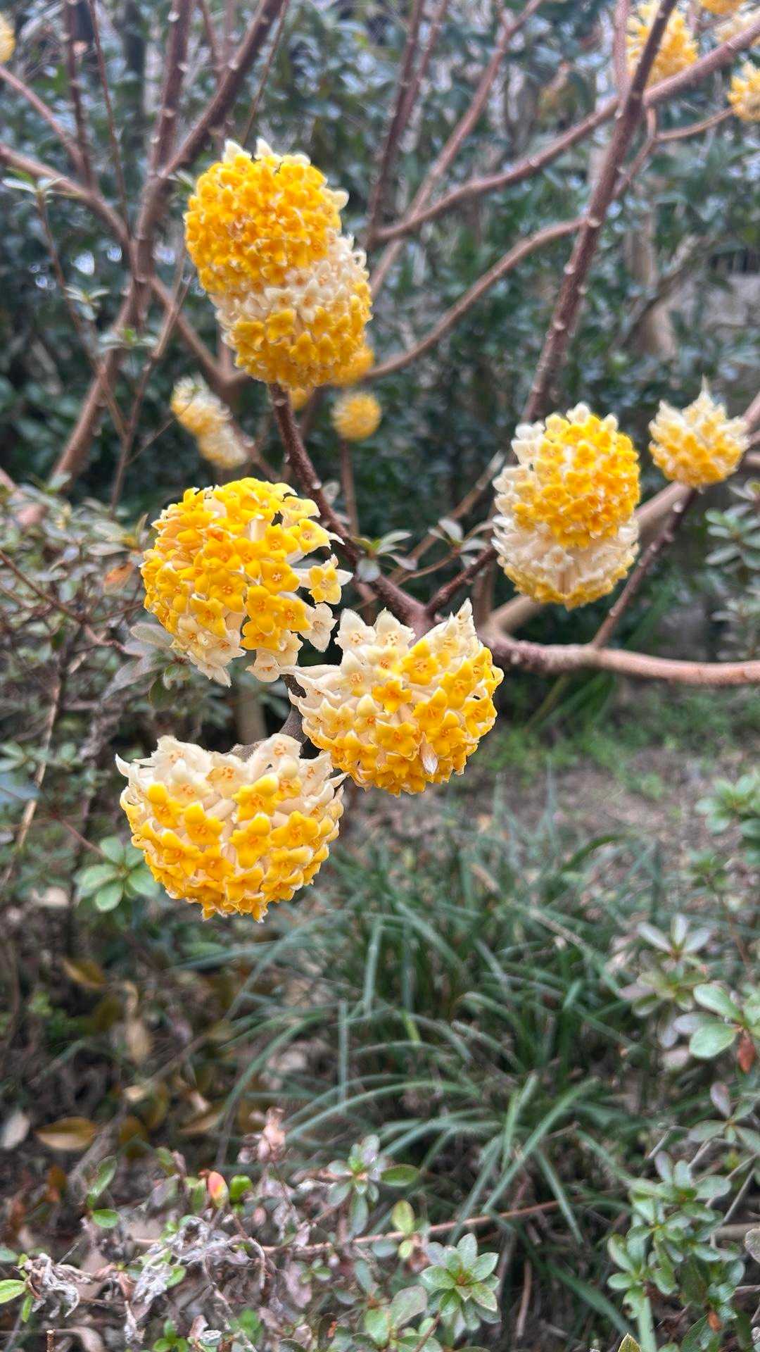 まだどこのミツマタもピークには早いはずが、ここでは完璧なほどの満開で咲いてました✨