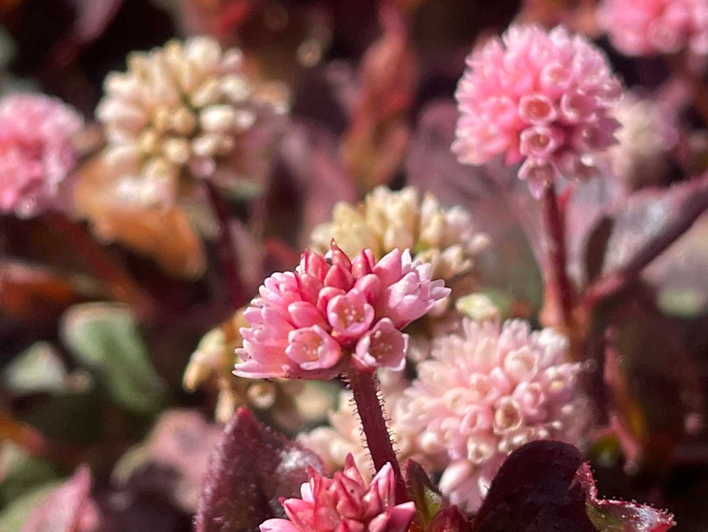道端でよく見る花も、マクロだと新鮮♡