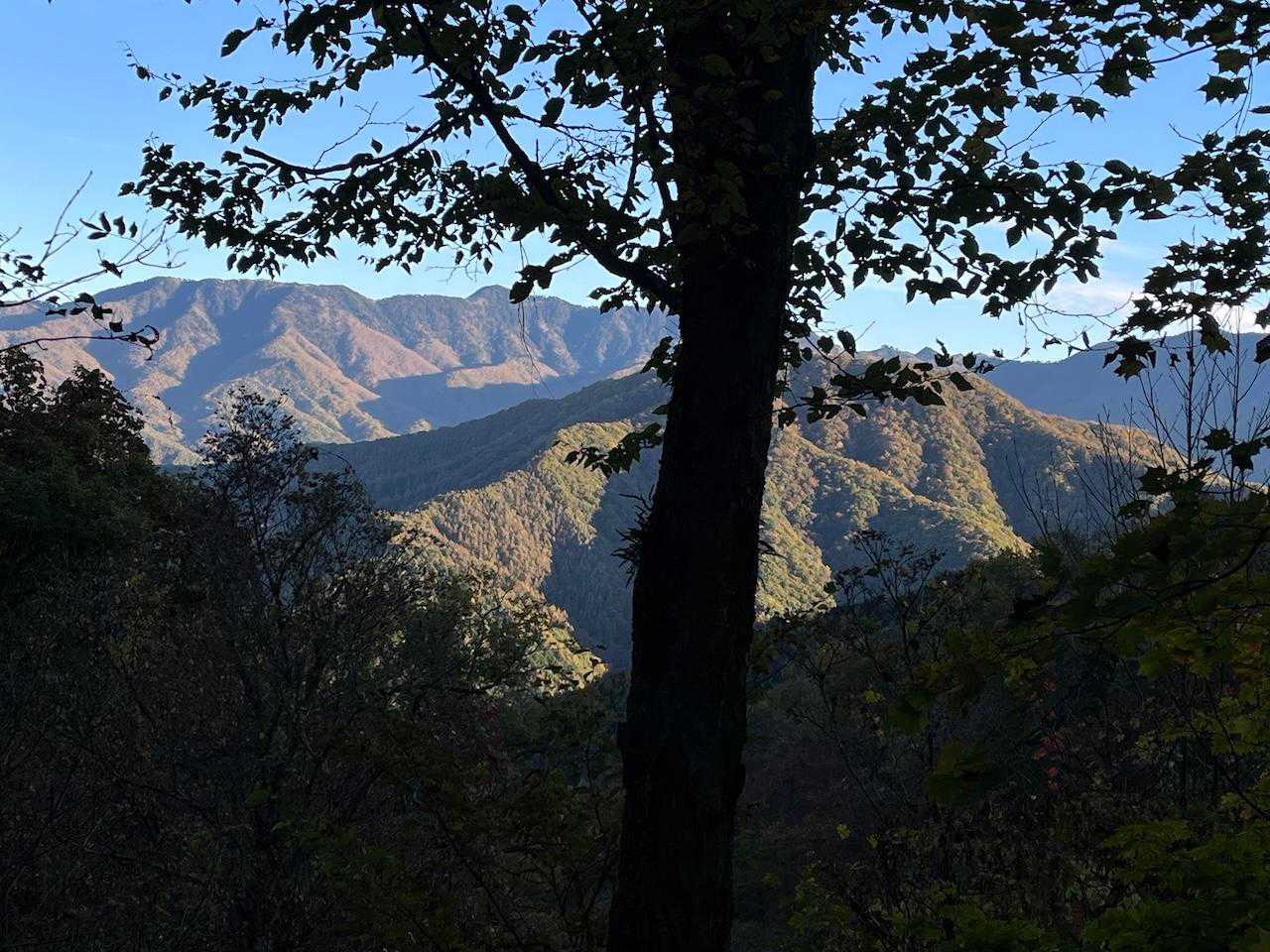 木々の向こうに見える景色、正面に飛龍山、右手に雲取山が見えていた。