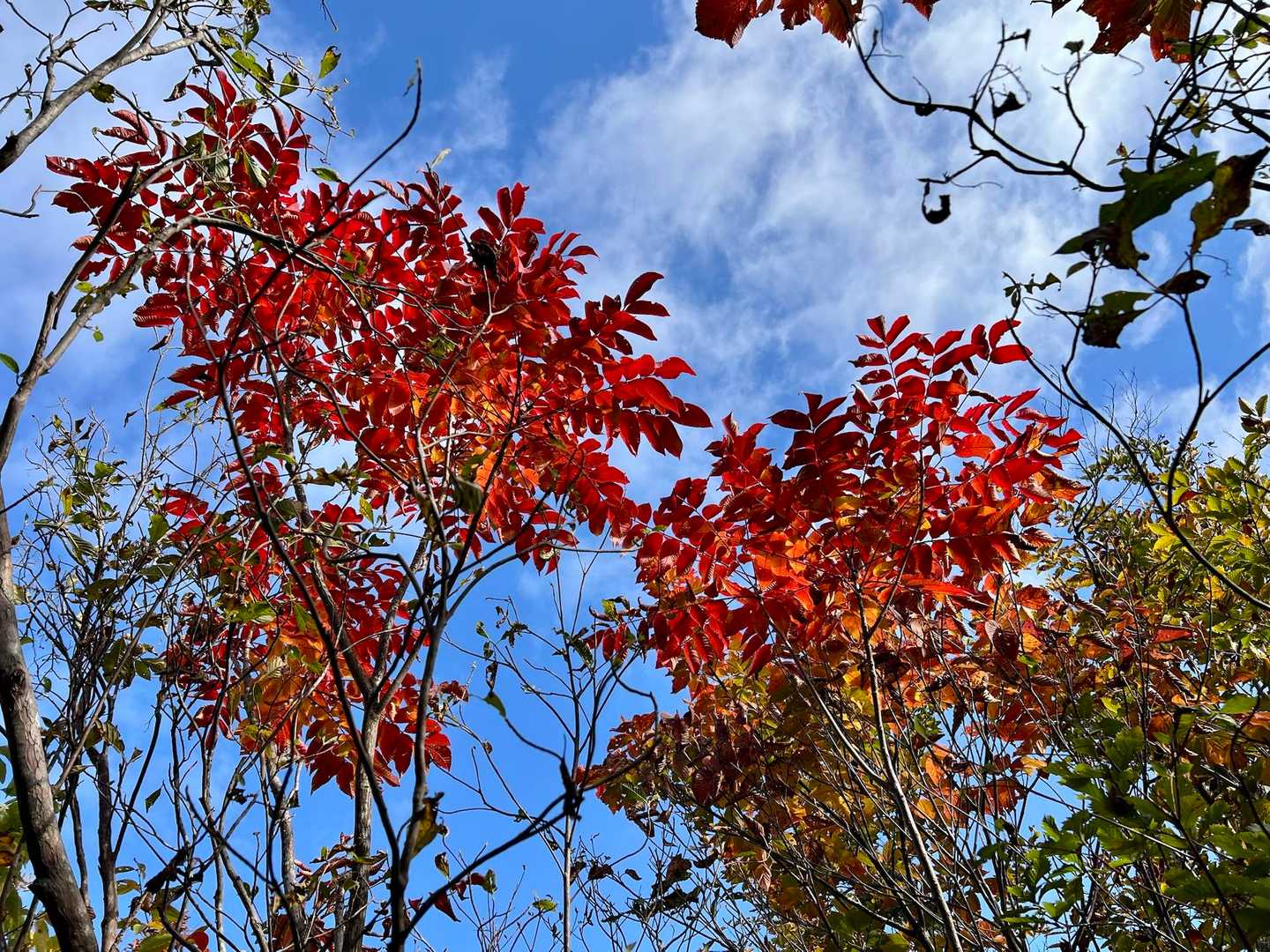 🍁