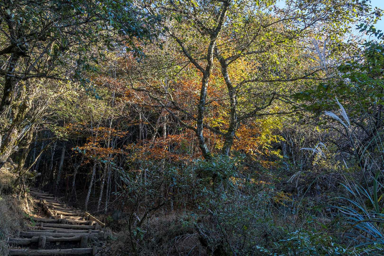 秋なので紅葉も