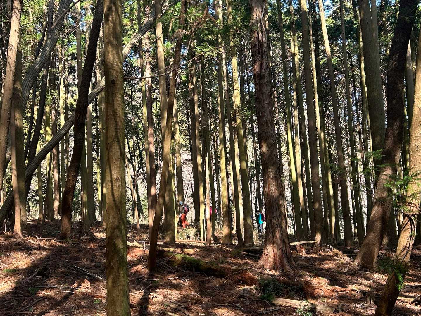花粉をこの上なく吸い込んでます🤧きっと