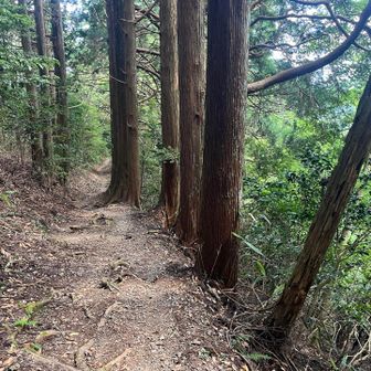 以降なだらかな降り坂です。なんて快適な下山路だい。
