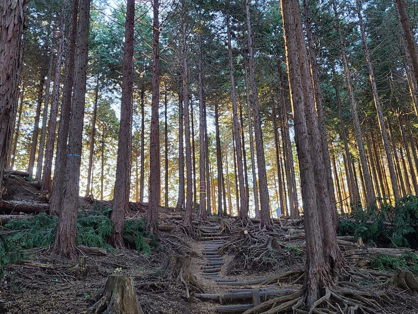 一転、緑の植林帯