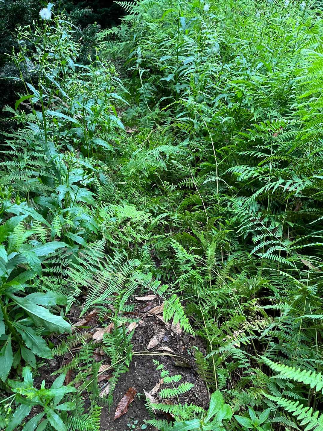 こちらはｼﾀﾞｼﾀﾞ🌿🌿
ﾏﾀﾞﾆに気をつけよう😅
