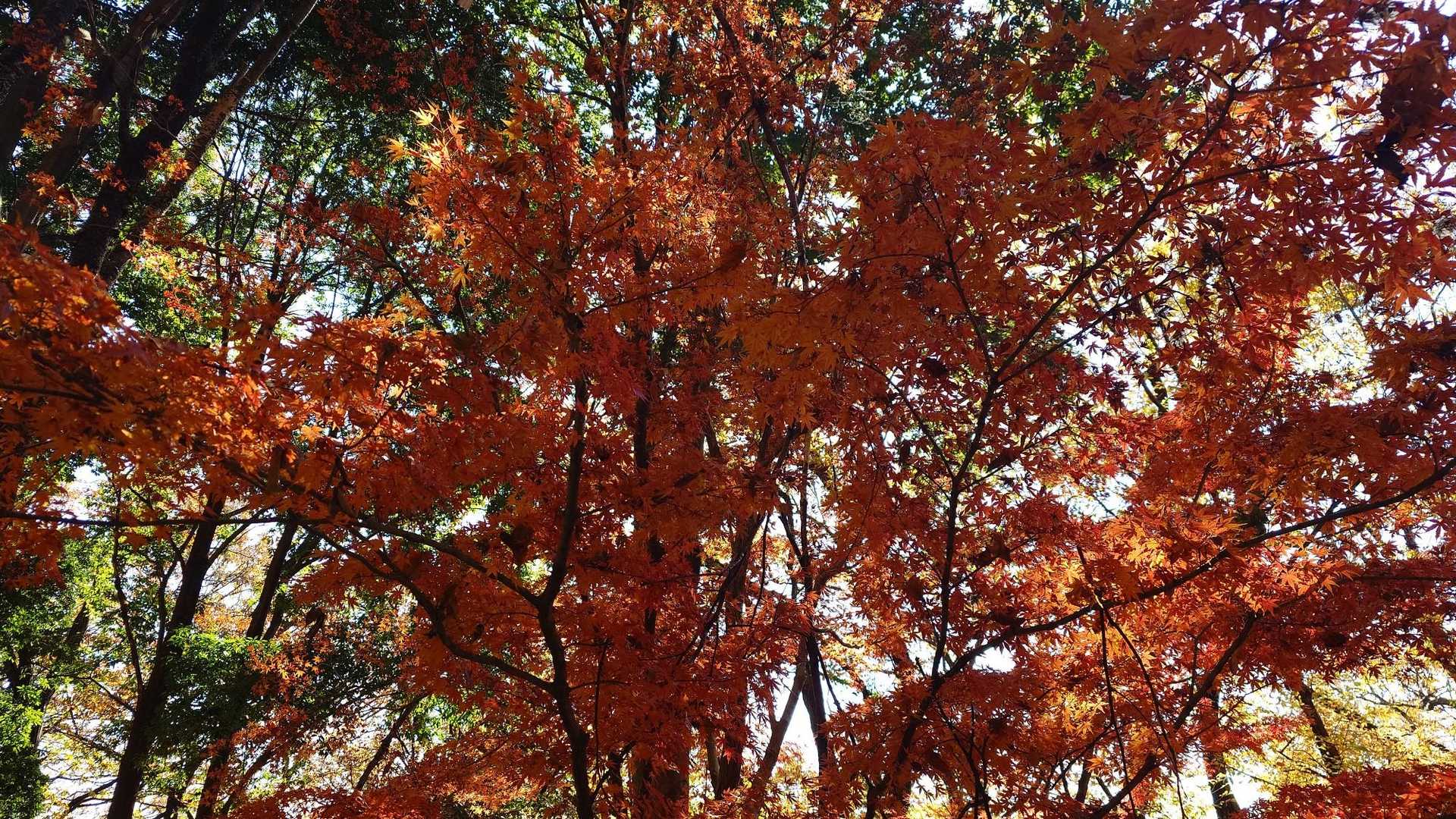 みかも山公園南口登山口-山頂中継広場-三毳神社-中岳 往復コースの写真