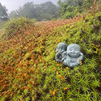 雨で苔イキイキ
