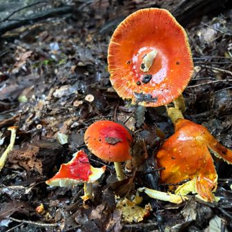 一気に開花してる🍄