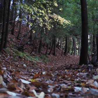 木戸湊に抜ける古道を西野峠へ