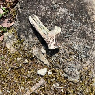 鹿さんの忘れもの