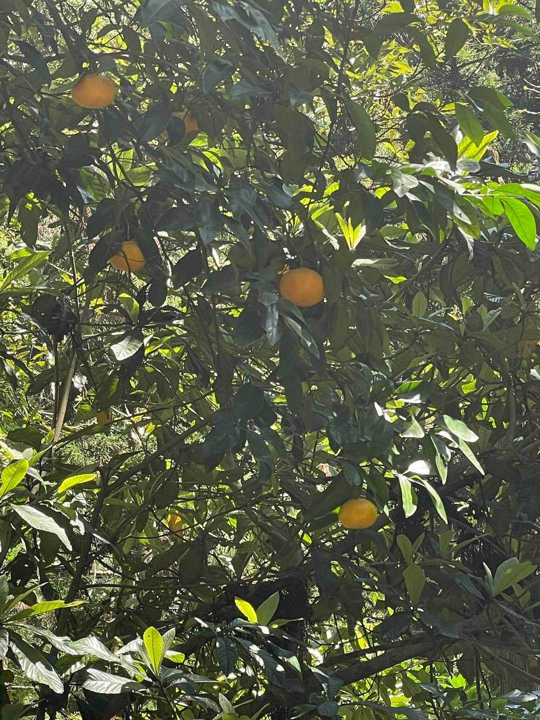 おっ❢みかん🍊