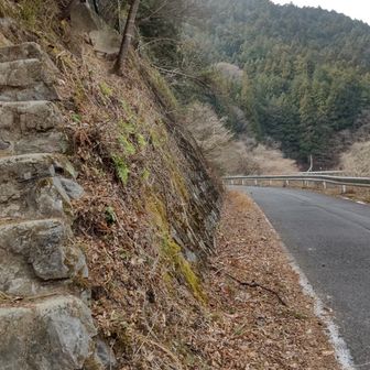 こんな感じ
ここは登りでは歩きたくないね